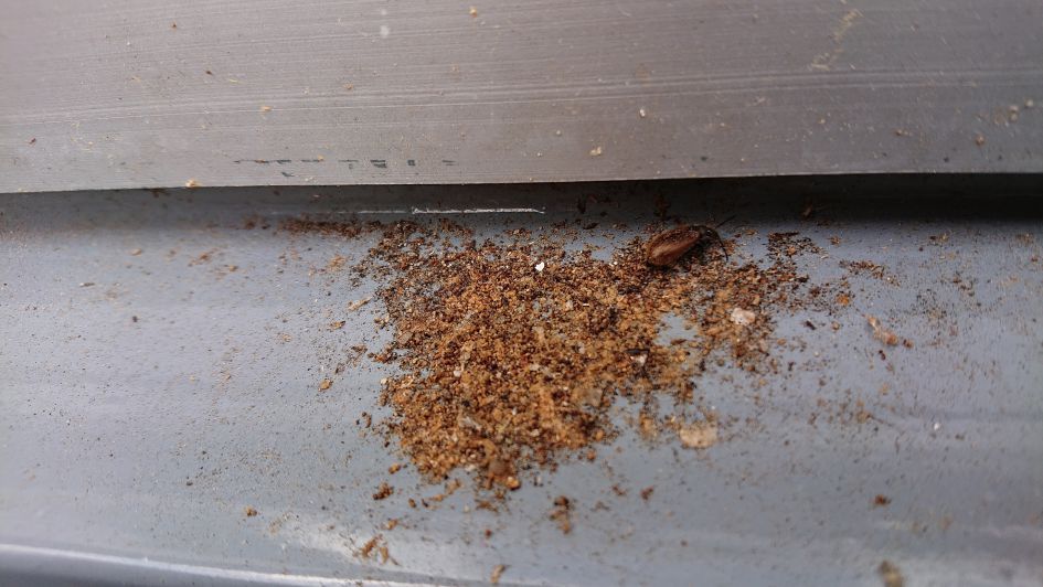 Kever in ventilatie opening glaslat